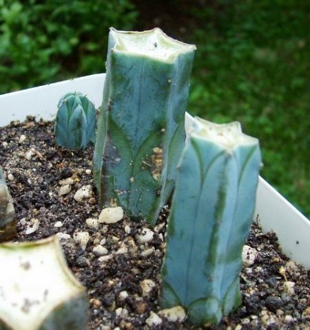 Myrtillocactus _geometrizans_ cuttings rooting _a2